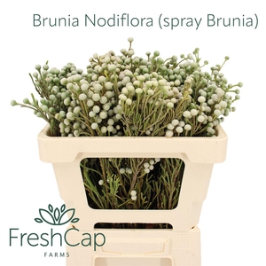 Brunia Nodiflora (spray Brunia)