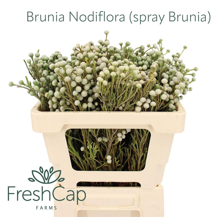 <h4>Brunia Nodiflora (spray Brunia)</h4>