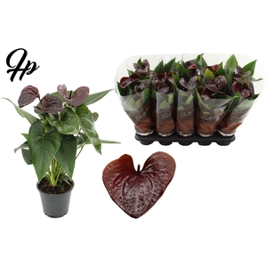 Anthurium 12 cm Essencia in Couture sleeve