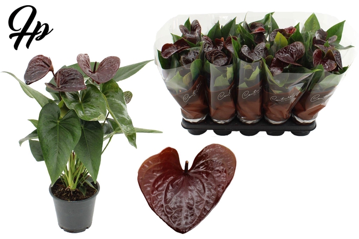 <h4>Anthurium 12 cm Essencia in Couture sleeve</h4>