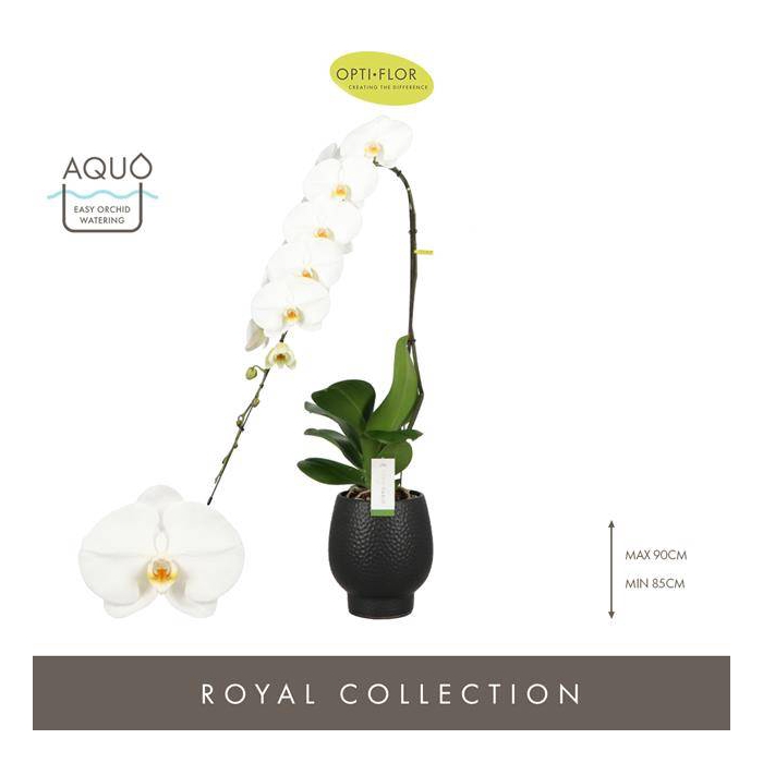 <h4>Phalaenopsis Formidablo Yosemite Falls 15Ø 80cm 1s</h4>