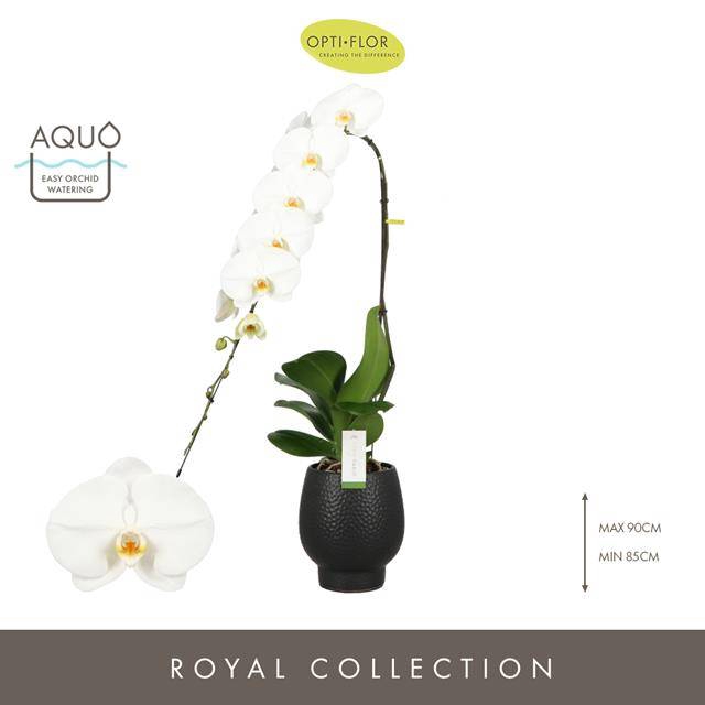 Phalaenopsis Formidablo Yosemite Falls 15Ø 80cm 1s