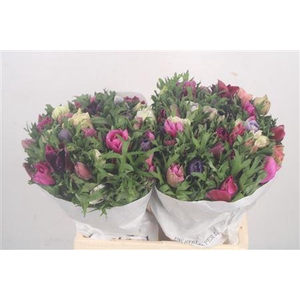 Anemone Mistral Mixed In Bunch