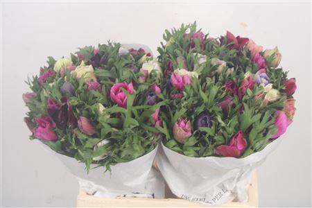 <h4>Anemone Mistral Mixed In Bunch</h4>