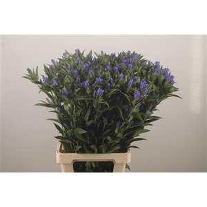 Gentiana Kagayaki Blue