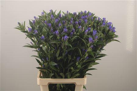 <h4>Gentiana Kagayaki Blue</h4>