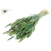 Triticum per bunch Multicolour Green