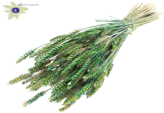 Triticum per bunch Multicolour Green