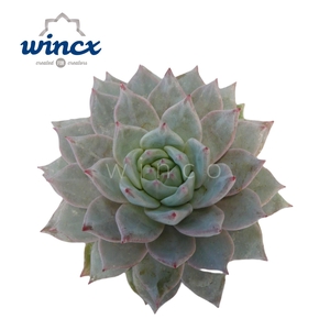 Echeveria Bluebird Cutflower Wincx-10cm