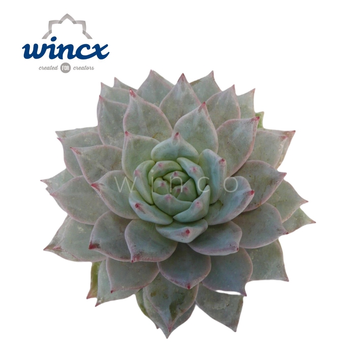 <h4>Echeveria Blue Bird Cutflower Wincx-8cm</h4>