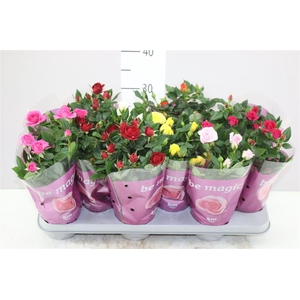 Rosa Beau Monde Gemengd