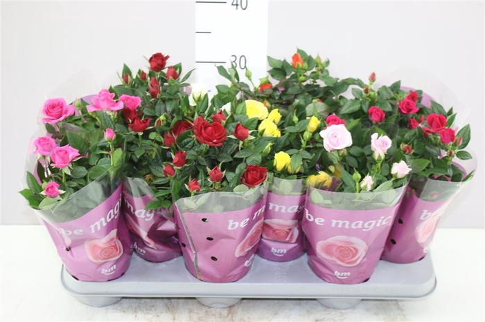 <h4>Rosa Beau Monde Gemengd</h4>