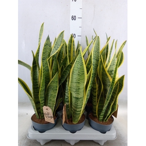 Sansevieria trifa. 'Laurentii'