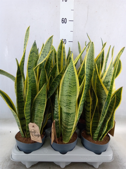 <h4>Sansevieria trifa. 'Laurentii'</h4>