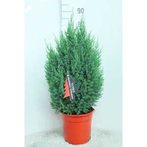Juniperus chinensis 'Stricta'