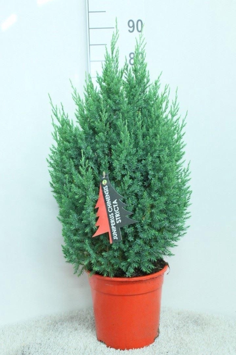 <h4>Juniperus chinensis 'Stricta'</h4>