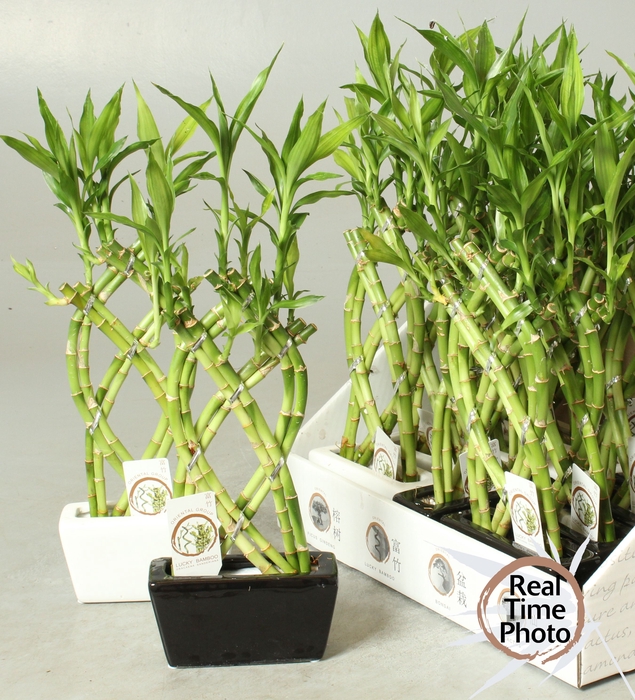 <h4>DRA LUCKY BAMBOO</h4>