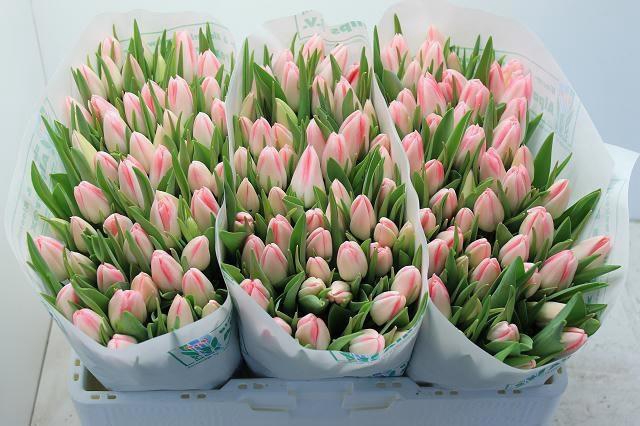 <h4>TU EN MICKEY CHIC</h4>