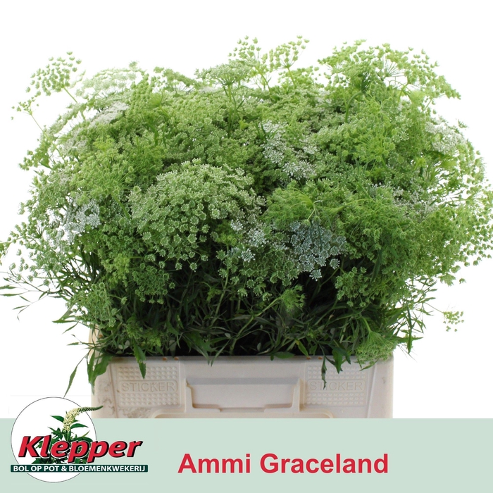 <h4>AMMI MAJUS GRACELAND</h4>