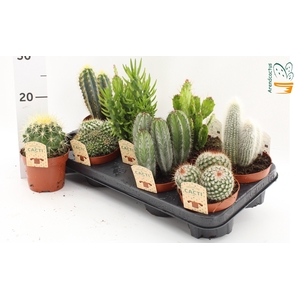 CACTUS GEM