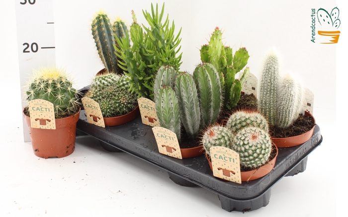 <h4>CACTUS GEM</h4>