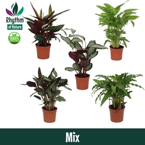 Calathea 12cm gemengd - Rhythm of Nature