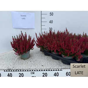 CALLU BL SCARL EARLY