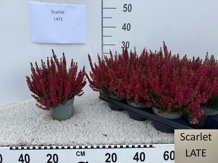 <h4>CALLU BL SCARL EARLY</h4>