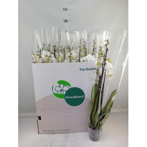 Phalaenopsis   ...white