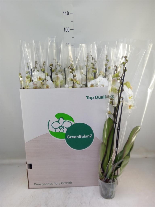 <h4>Phalaenopsis   ...white</h4>