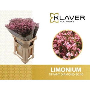 Limonium Tiffany Diamond Klaver