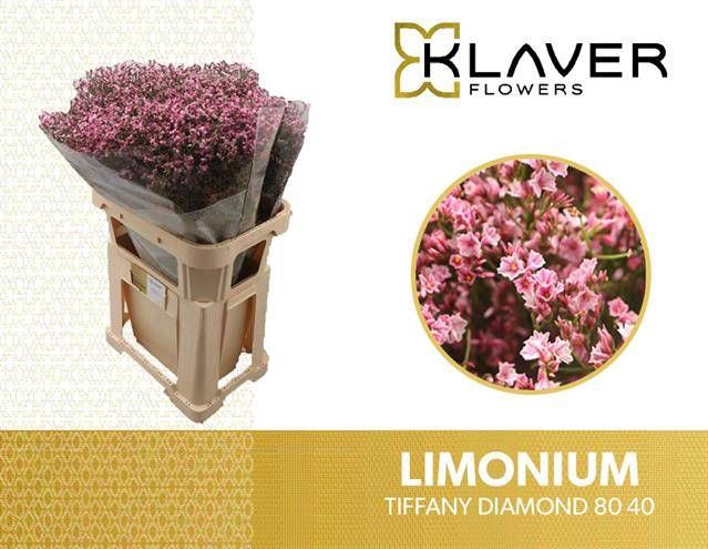 <h4>Limonium Tiffany Diamond Klaver</h4>