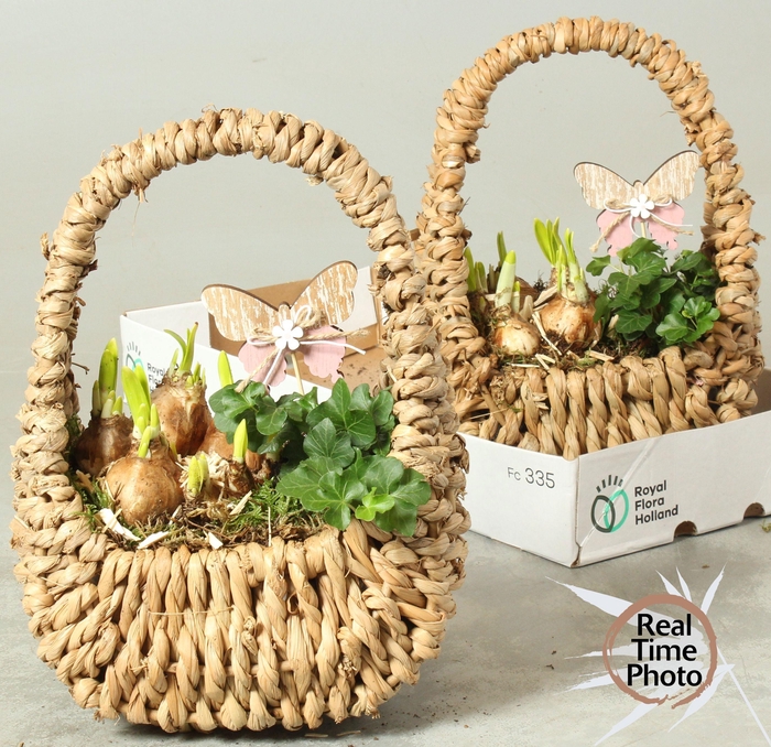 <h4>ARR NARCISSUS</h4>