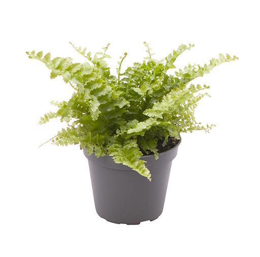 <h4>NEPHROLEPIS EXALTATA P6 FLUFFY RUFFLE</h4>