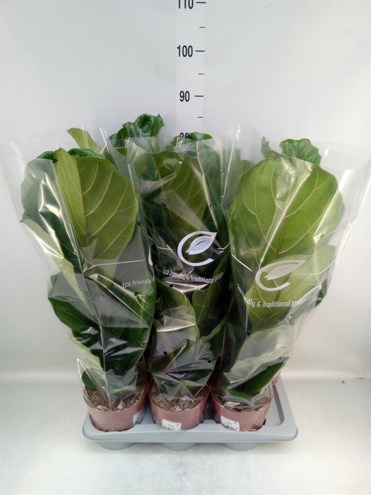 <h4>Ficus lyrata</h4>