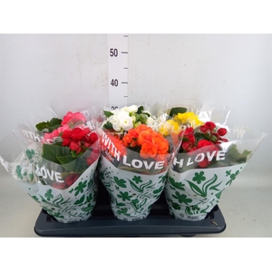 Begonia elat. DU   ...mix