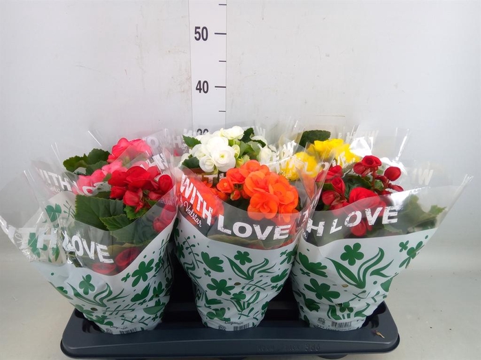 <h4>Begonia elat. DU   ...mix</h4>