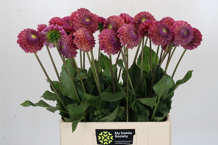 <h4>Dahlia Caitlin's Joy</h4>