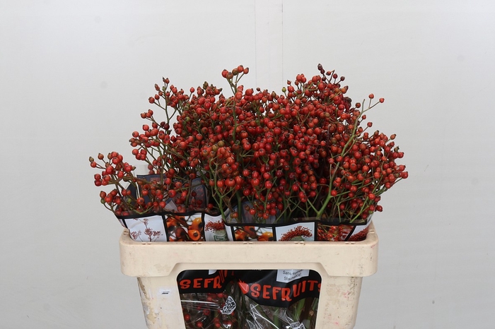 <h4>Rosehip Autumn Rosefruits</h4>