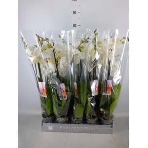 Phalaenopsis   ...white
