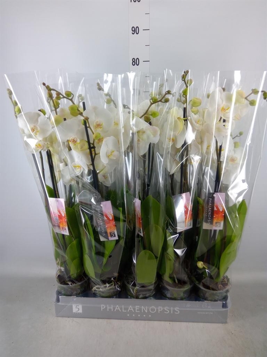 <h4>Phalaenopsis   ...white</h4>