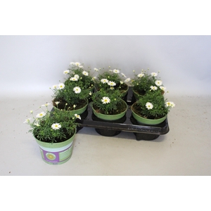 Brachyscome surdaisy White