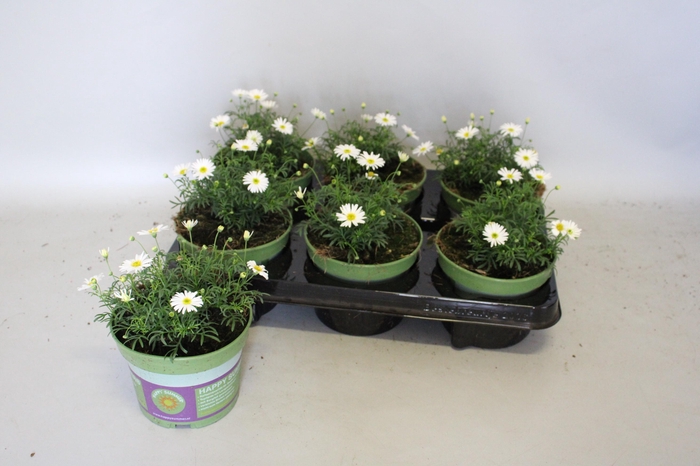 <h4>Brachyscome surdaisy White</h4>