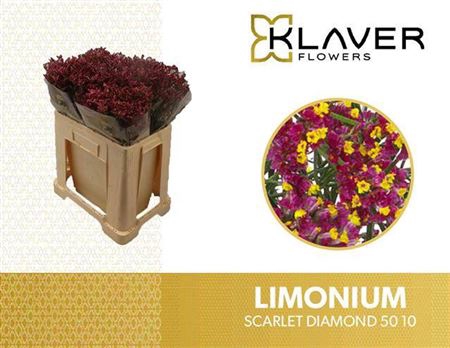 Lim Sin Scar Diamond