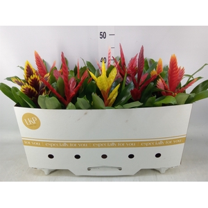 Vriesea   ...mix 8