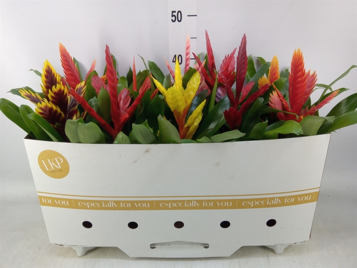 <h4>Vriesea   ...mix 8</h4>