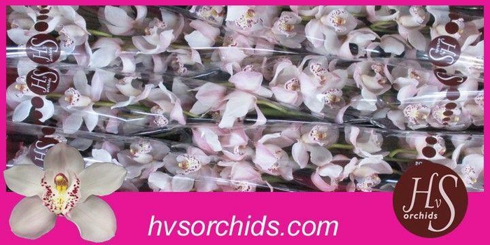 <h4>CYMB T UNIQ DULCI 80 CM</h4>