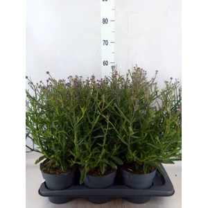 Verbena bonariensis