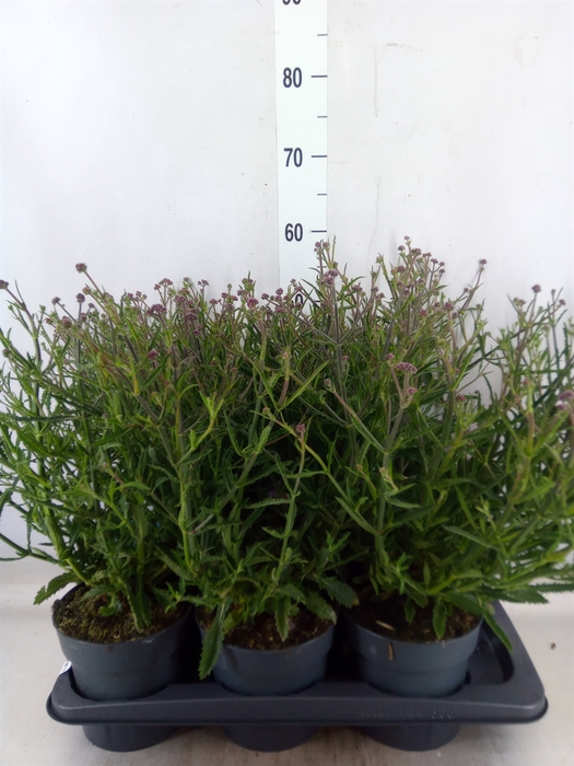 <h4>Verbena bonariensis</h4>