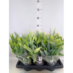 Phlebodium aureum 'Blue Star'